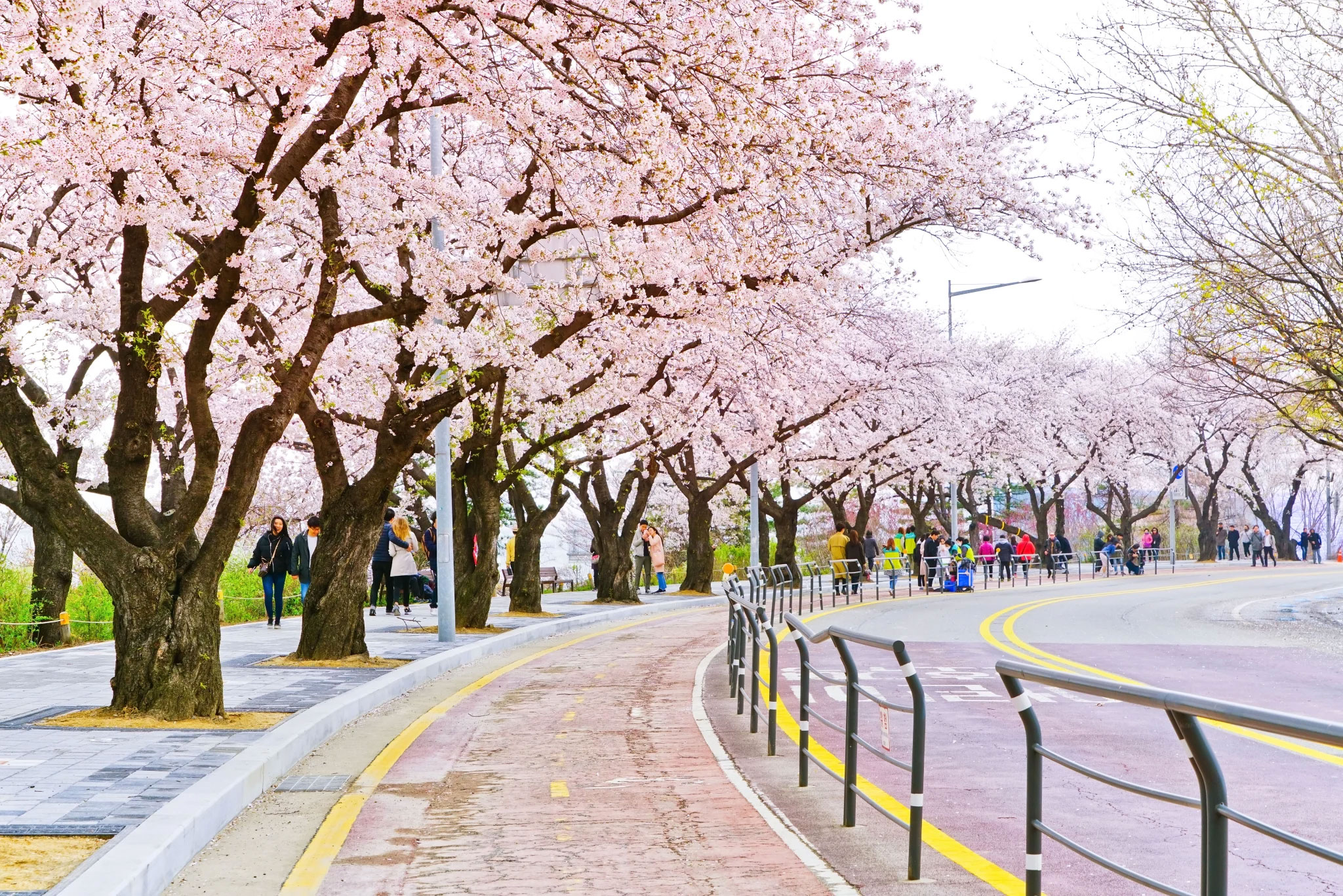 YEOUIDO SPRING FLOWER FESTIVAL – LỄ HỘI HOA MÙA XUÂN ĐẸP NHẤT SEOUL